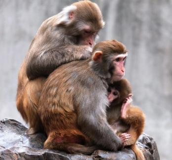 The family of rhesus monkeys