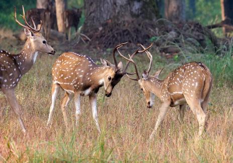 Three Spotted Deer