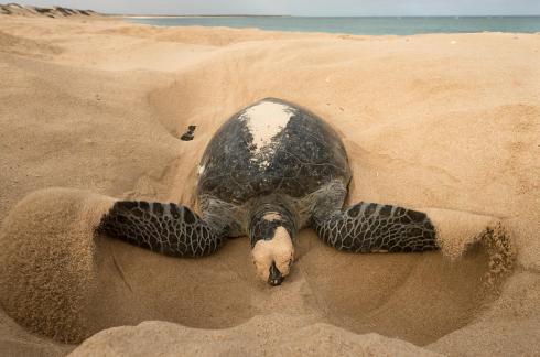 turtle covering eggs 130