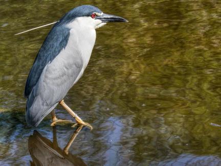 Young night heron 472