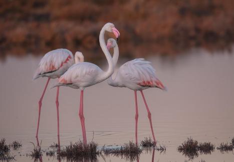 Feathered Friends