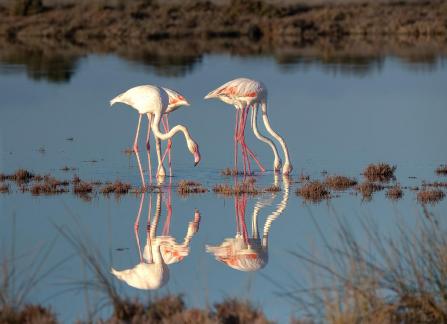 Reflected Beauty