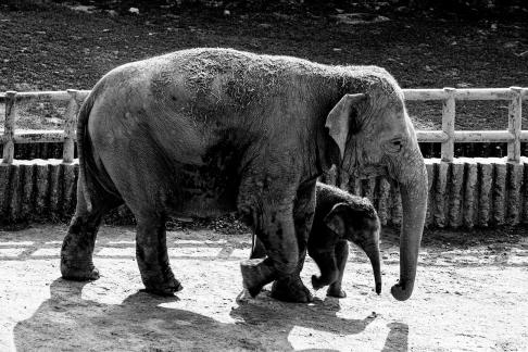 Elephant Family 02