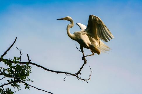 Egret2