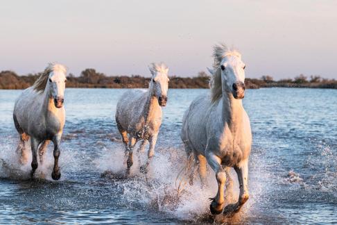 Camargue horses in gallop 7