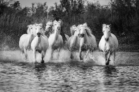 Gallop in the marsh 2