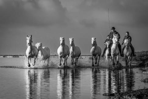 Charging Camargue horses 27