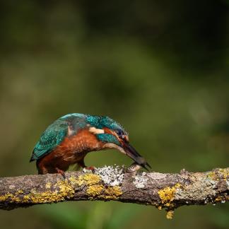 Kingfisher Montseny 2