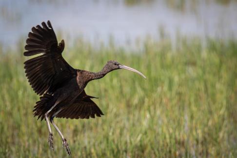 Black ibis in flight 1