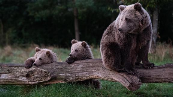 Mom with two cubs