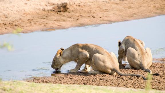 Drinking lions