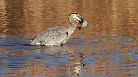 GBH w Curled Fish 2