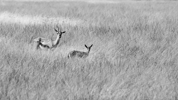 Thompsons Gazelle w Calf