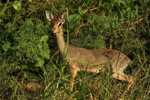 Dikdik On Alert