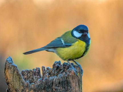 Great tit portrait