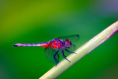 Thai dragonfly