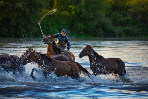 Catching the horses