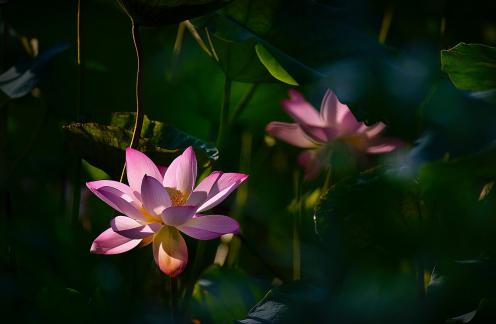 Beautiful images of lotus