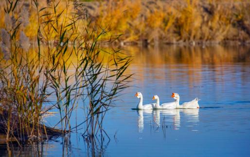 Three ducks swimming