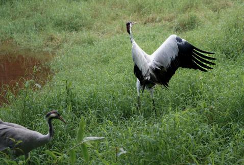 white naped crane 2