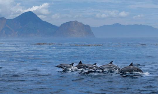 Spinner dolphin familes A