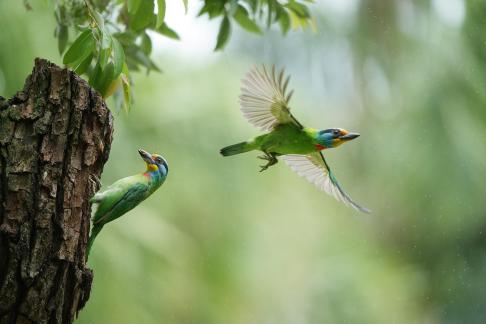 Taiwan barbet D