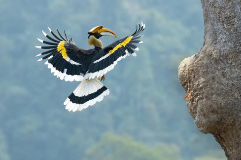 Hornbill C