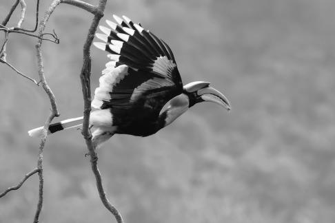 Hornbill A