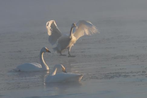 Frozen Swans A