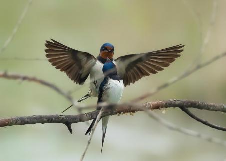 Swallow