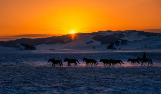 The Horse Returning at Dusk