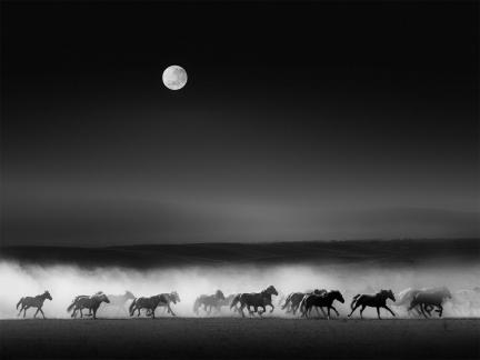 Horses Gallop under the Moon