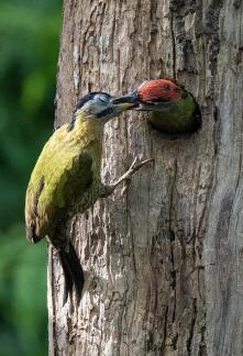 Laced Woodpecker_7740