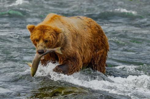 A Grizzly Meal 104