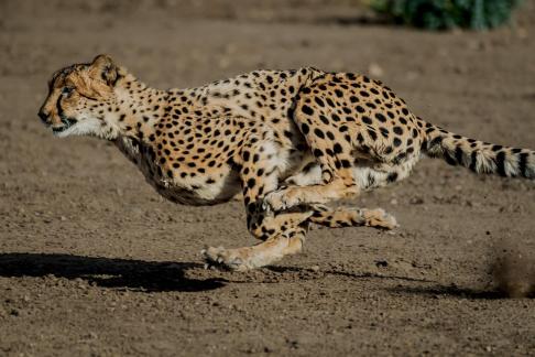 Cheetah In Chase 110