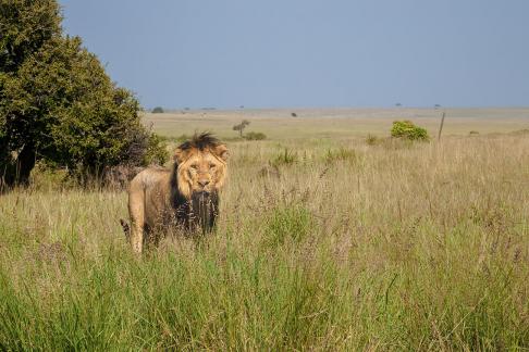 Lion Watching 4256