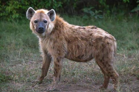 Spotted Hyena in Alert 4739