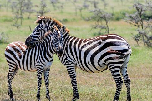 Zebras in Love 8677