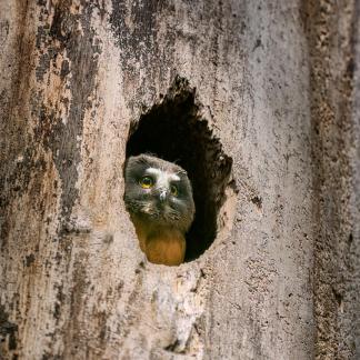 Northern saw-whet owlet 3