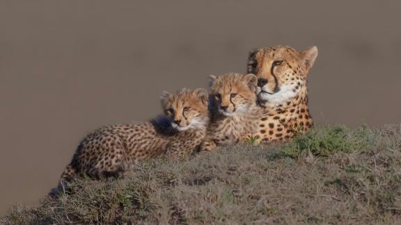 Cubs with Mum2