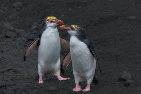 A Pair of Royal Penguins