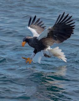 Bird On The Water