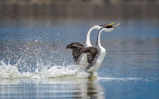 Pair Dance