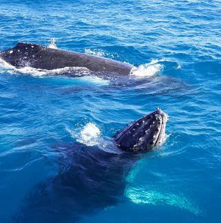 Juvenile humpback whales