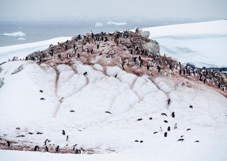 Penguin highways