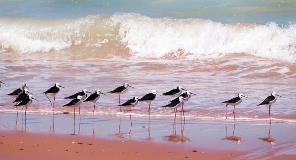 Pied Stilts