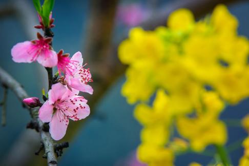 Different color of flowers