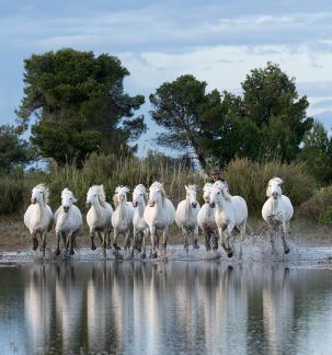 Les 10 blancs