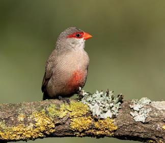 Afriquain rouge