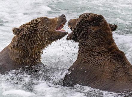 Katmai Confrontation